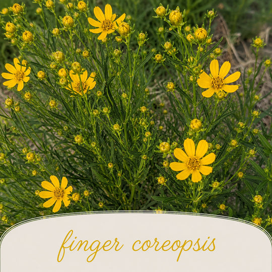 Finger Coreopsis