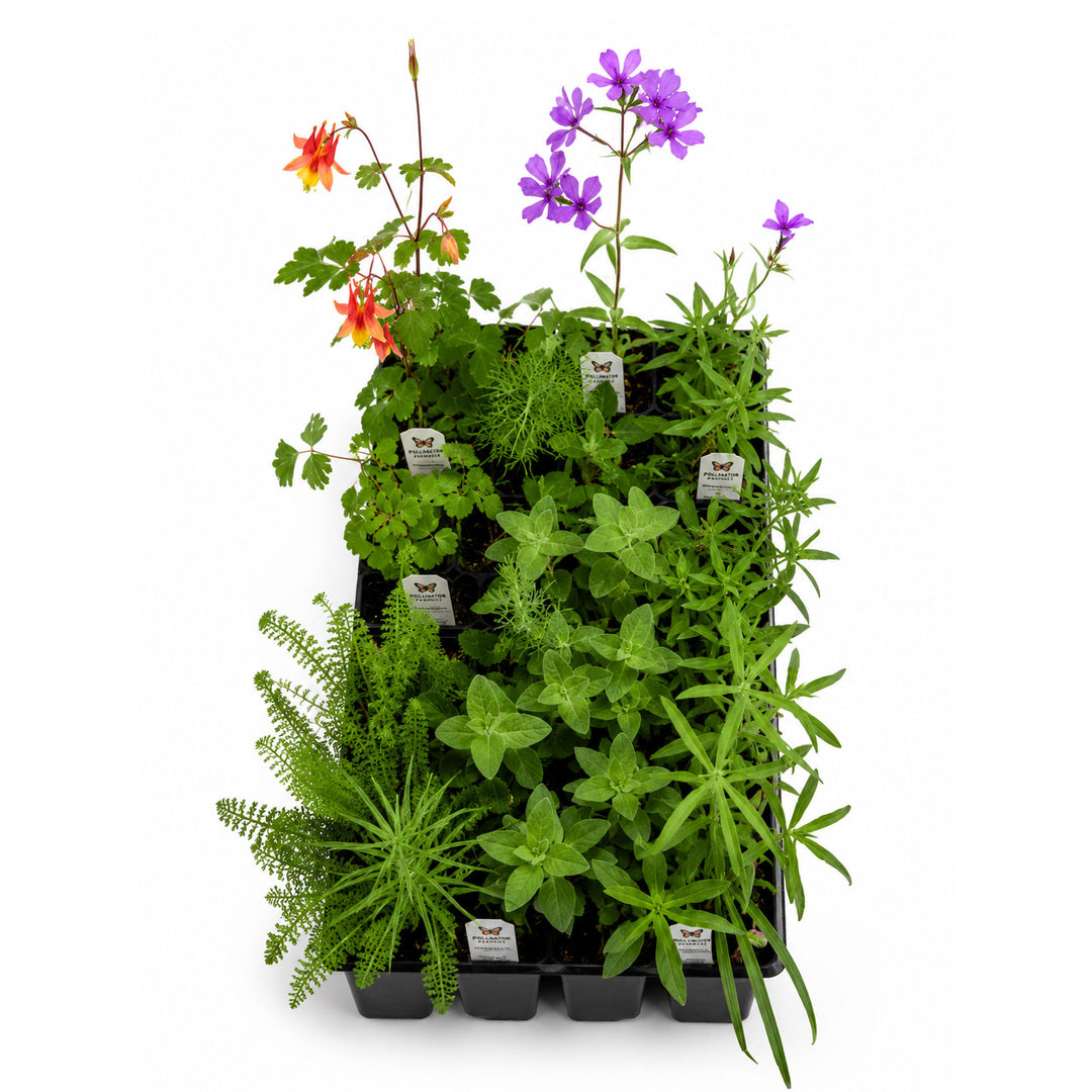 the potted plant inc Front Yard Friendly Live Plant Landscape Kit