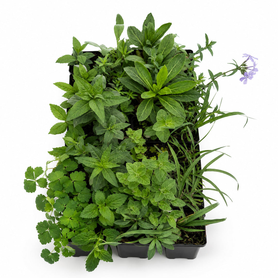 hummingbird potted plants Hummingbird Garden Live Plant Landscape Kit