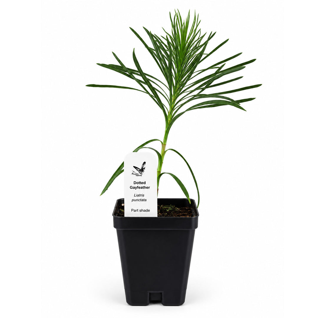 Potted plant with a label on a white background