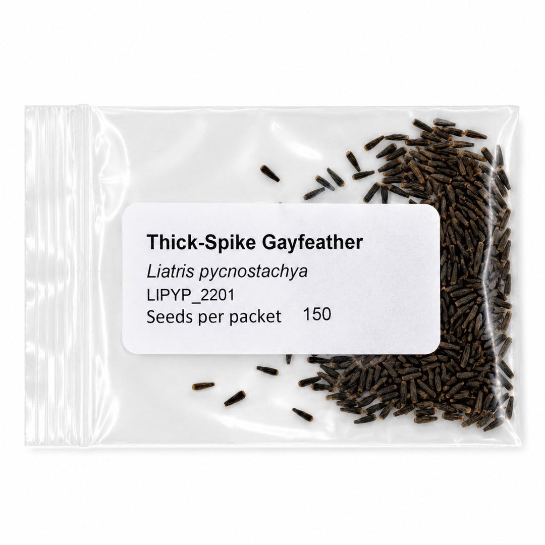 Package of Thick Spike Gayfeather seeds with a label on a white background