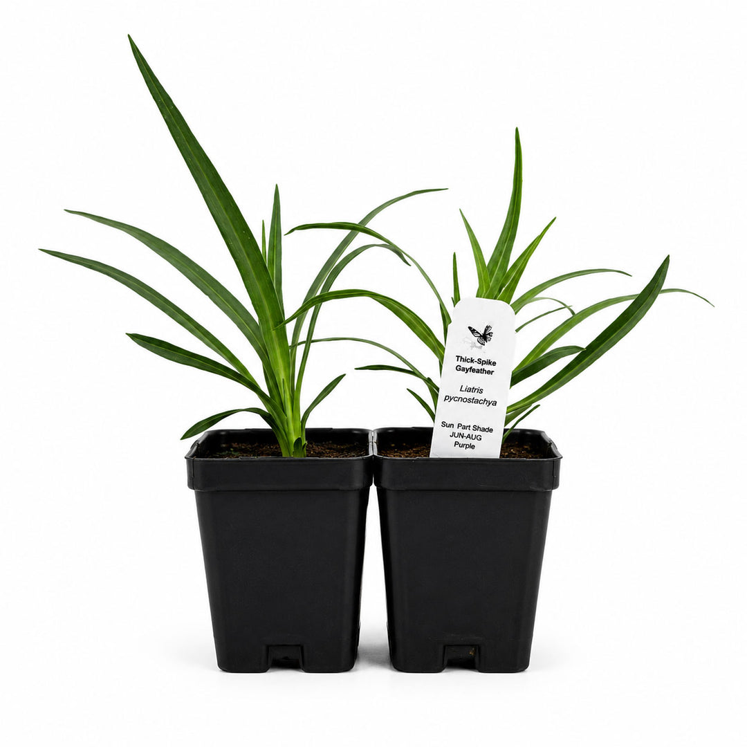 Two potted plants with a label on a white background