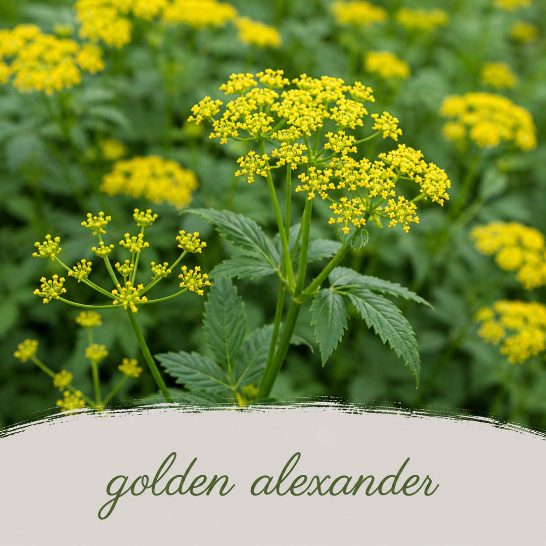 Close-up of golden alexander plants with yellow flowers and green leaves.