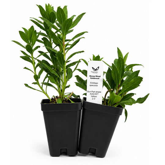 Two potted plants with a label on a white background