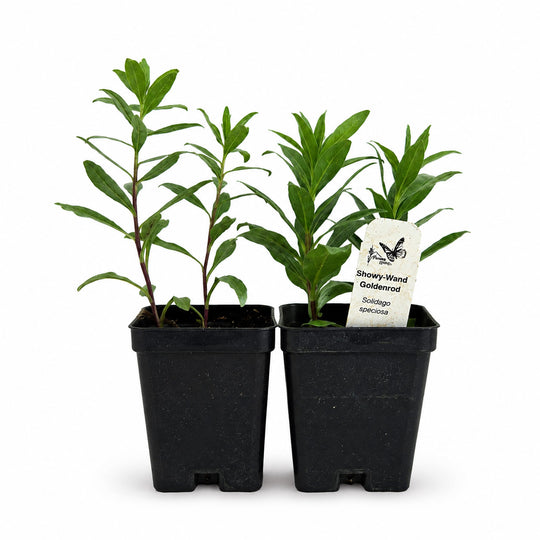 Two potted plants in black pots with a label on a white background