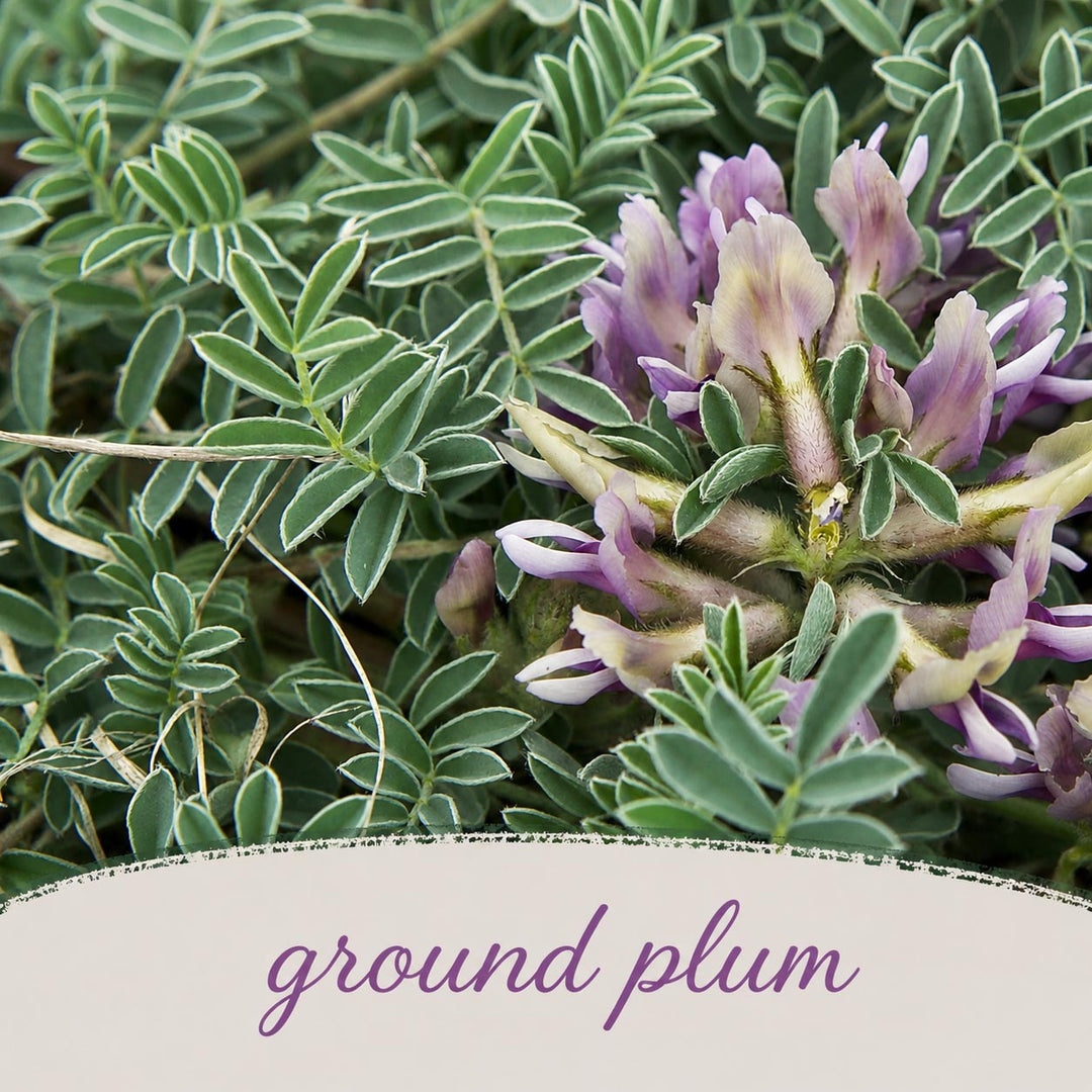 Close-up of purple flowers with green leaves and the word 'ground plum' at the bottom.