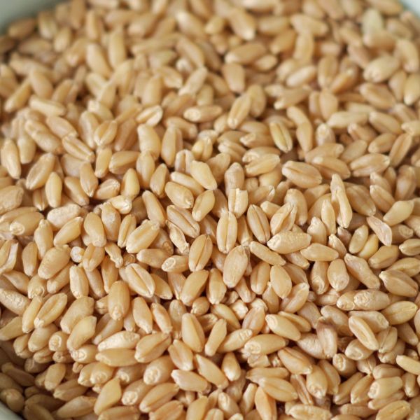 Organic Rolled Hard White Winter Wheat | 25 lb | Non-GMO | Shipping Included | Grain Place Foods