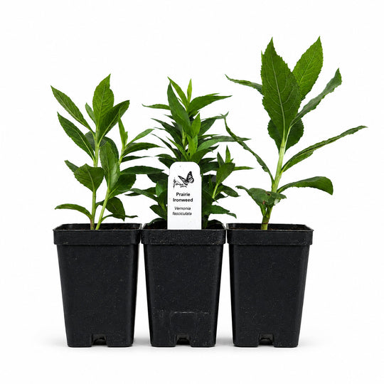 Three potted plants in black pots with a white background