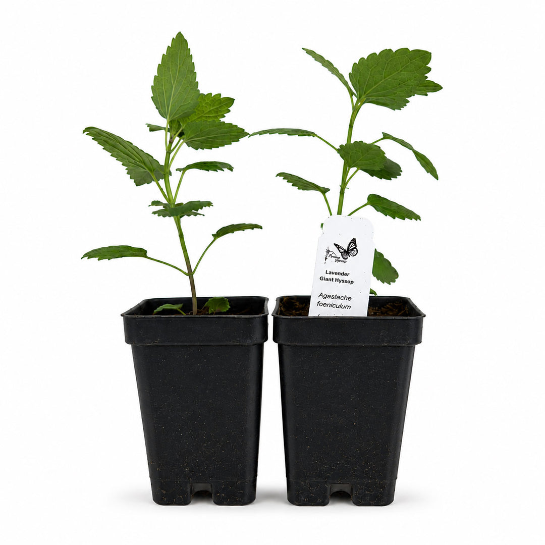 Two potted plants in black pots with a label on a white background