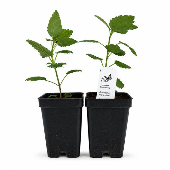 Two potted plants in black pots with a label on a white background