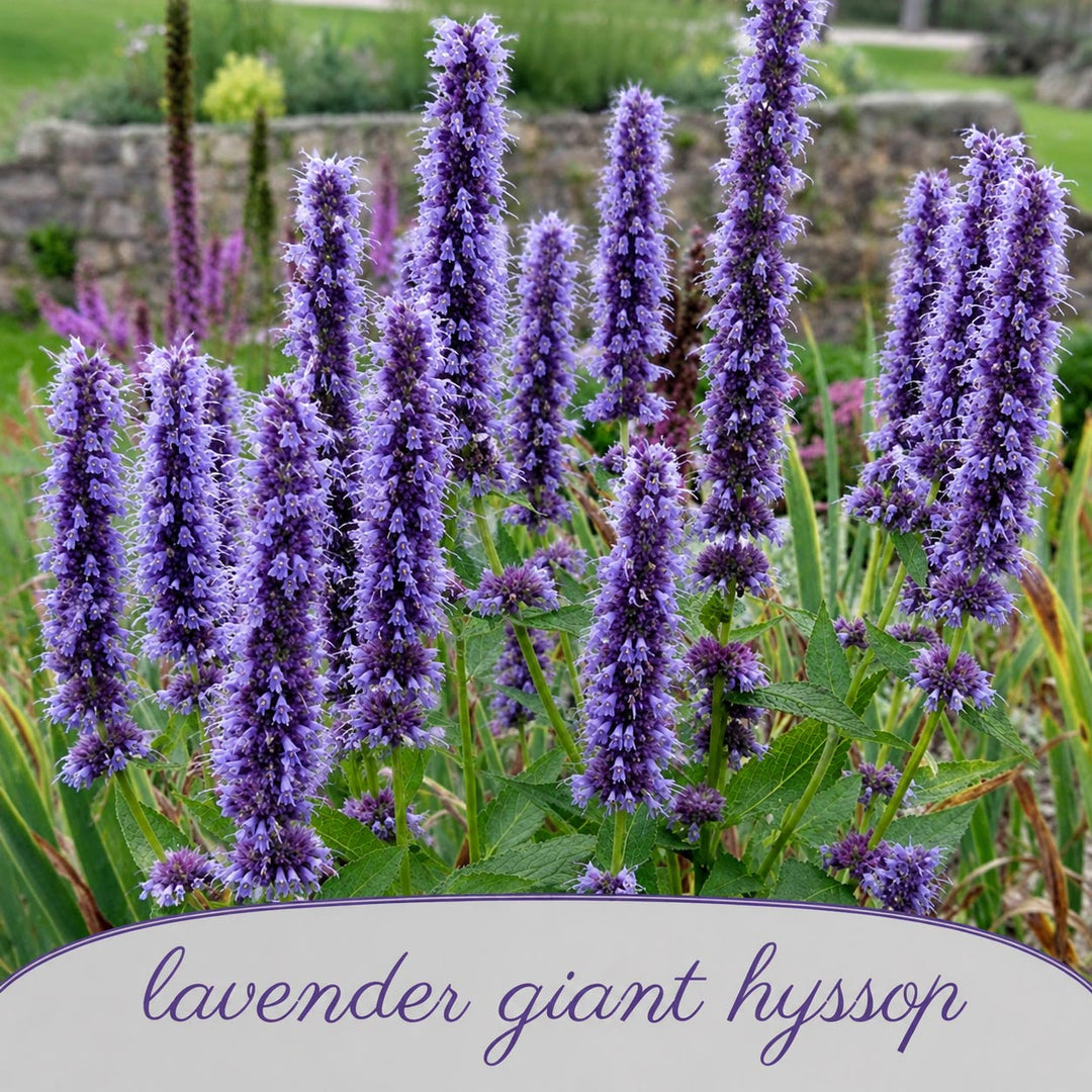 Purple lavender giant hyssop flowers in a garden setting with a stone wall in the background.