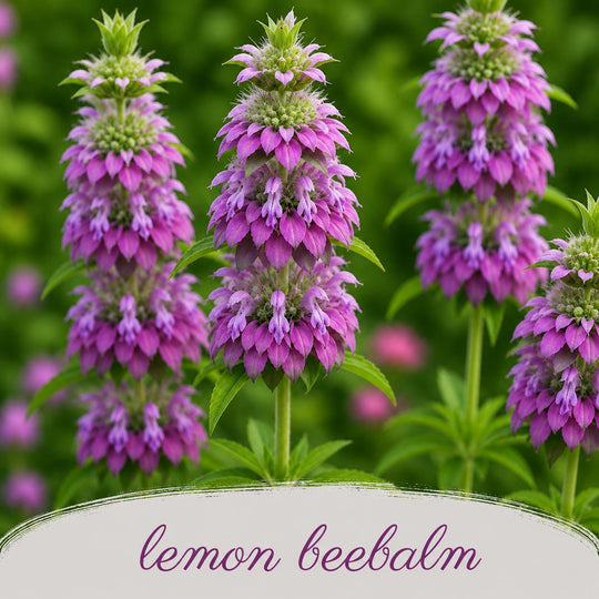Pink lemon beebalm flowers with a green background