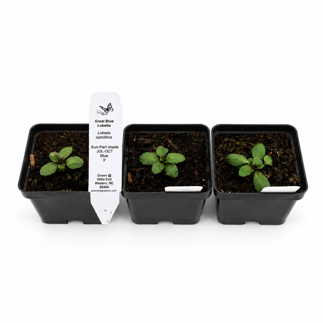 Three black pots with young plants and labels on a white background