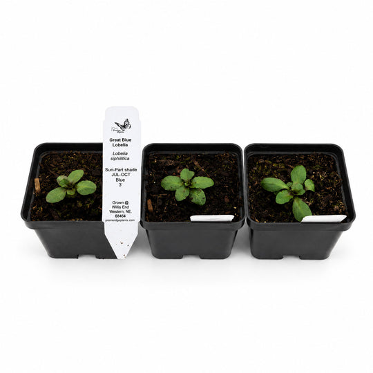 Three black pots with young plants and labels on a white background