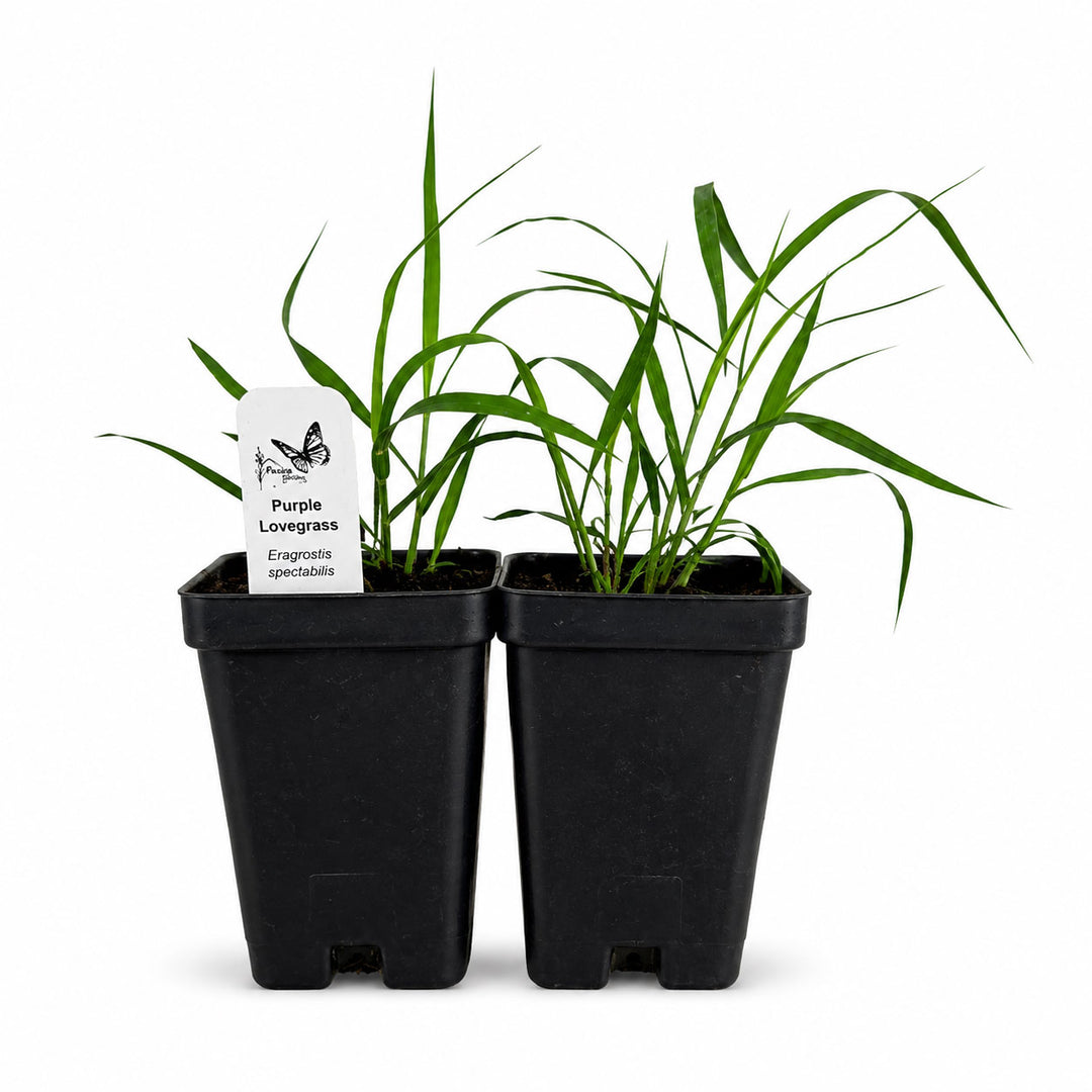 Two black pots with green plants and a label on a white background