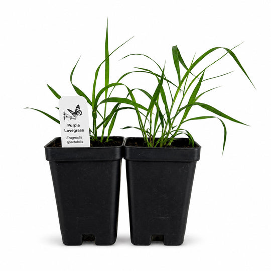 Two black pots with green plants and a label on a white background