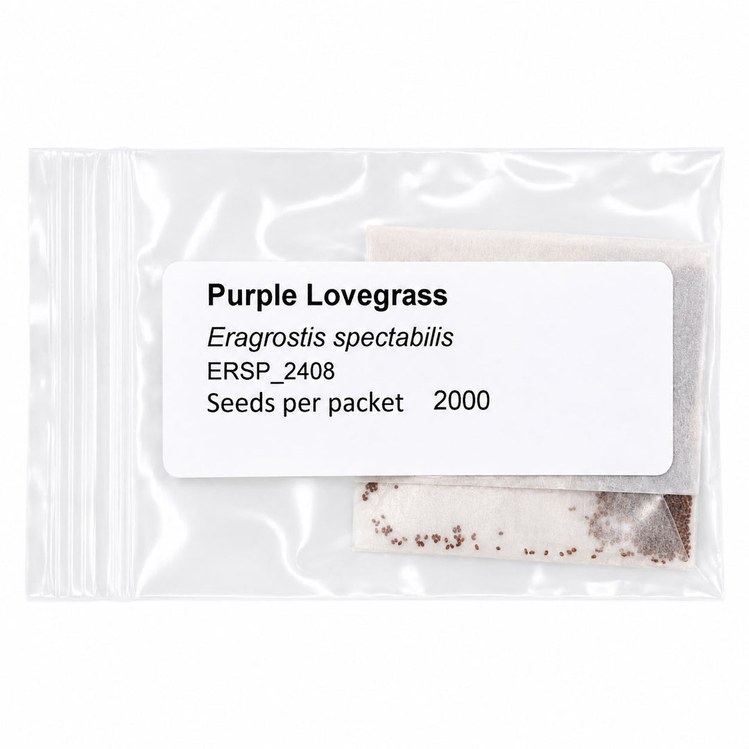 Package of Purple Lovegrass seeds with label on a white background