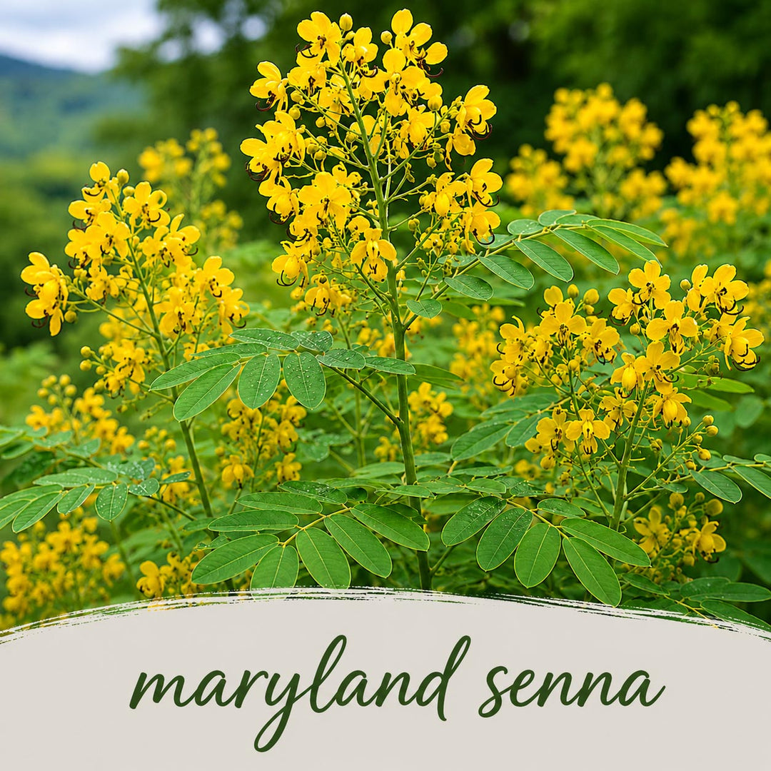 Yellow flowers of Maryland senna with green leaves against a blurred natural background.