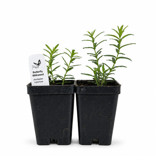 Two potted plants with a label indicating 'Butterfly Milkweed' on a white background.
