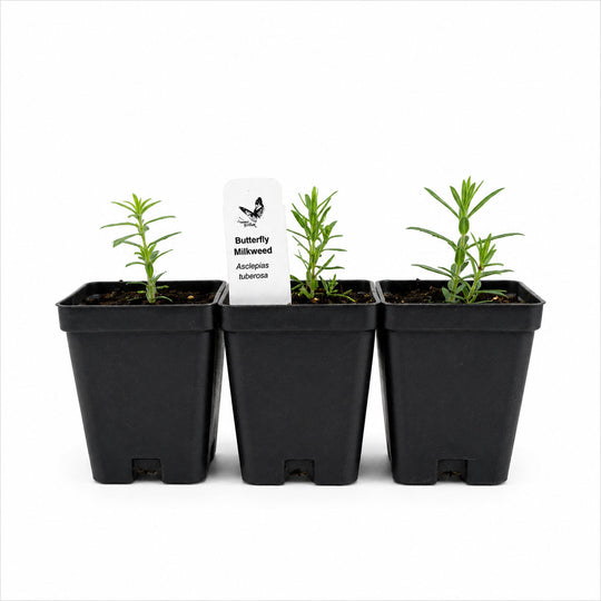 Three potted plants with a label in the center on a white background