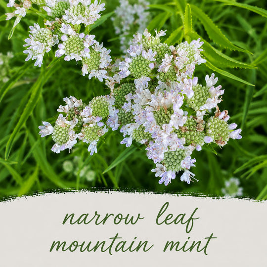 Close-up of narrow leaf mountain mint with green leaves and white flowers.