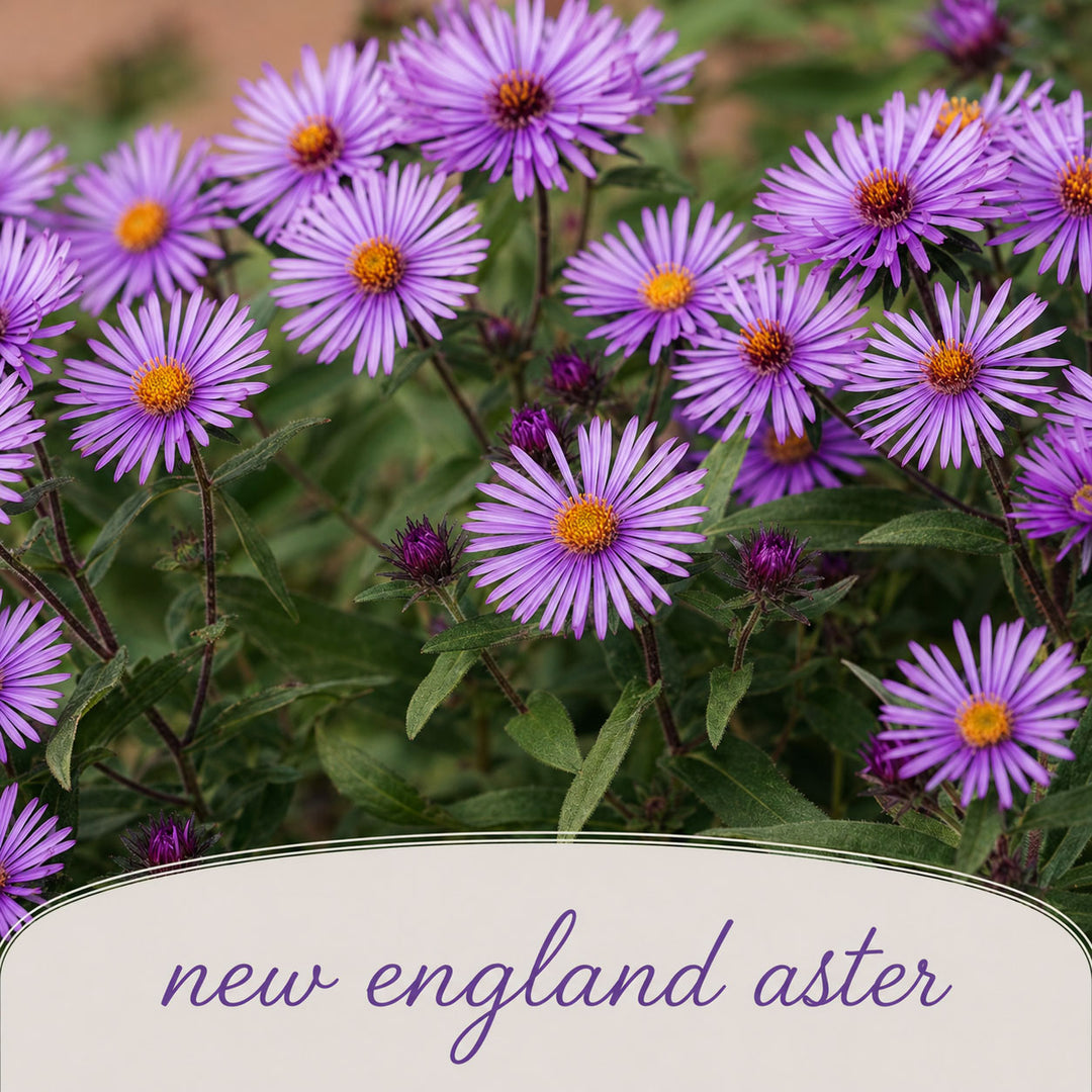 Close-up of purple New England aster flowers with a blurred background