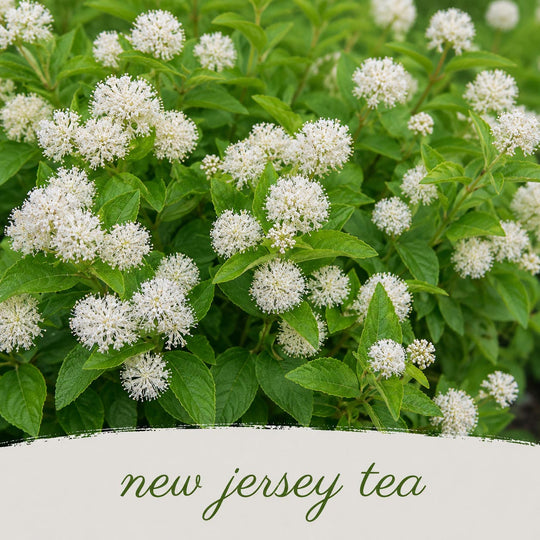 White flowers with green leaves and 'new jersey tea' text on a white background