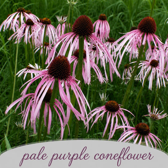 Group of pale purple coneflowers with green grass in the background