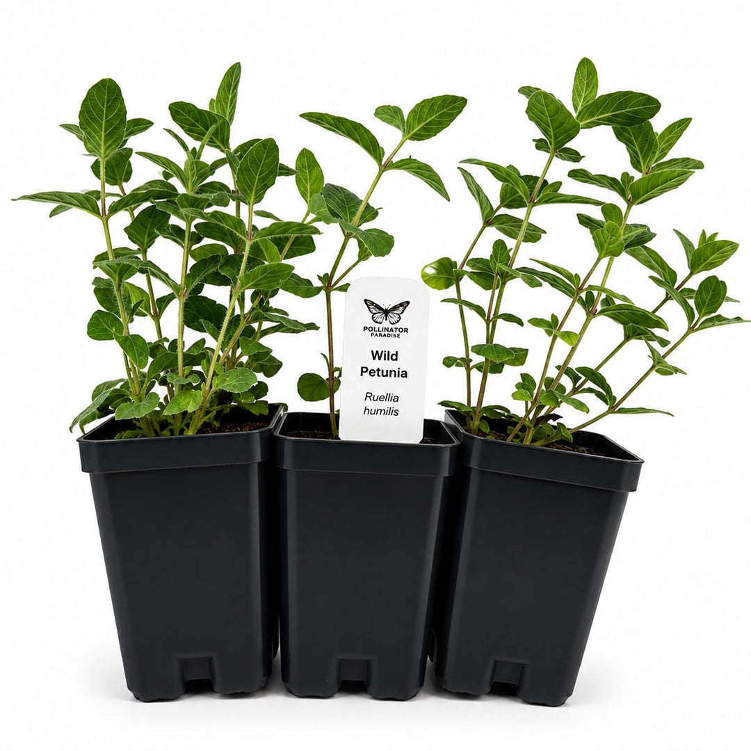 Three potted plants with a label on a white background