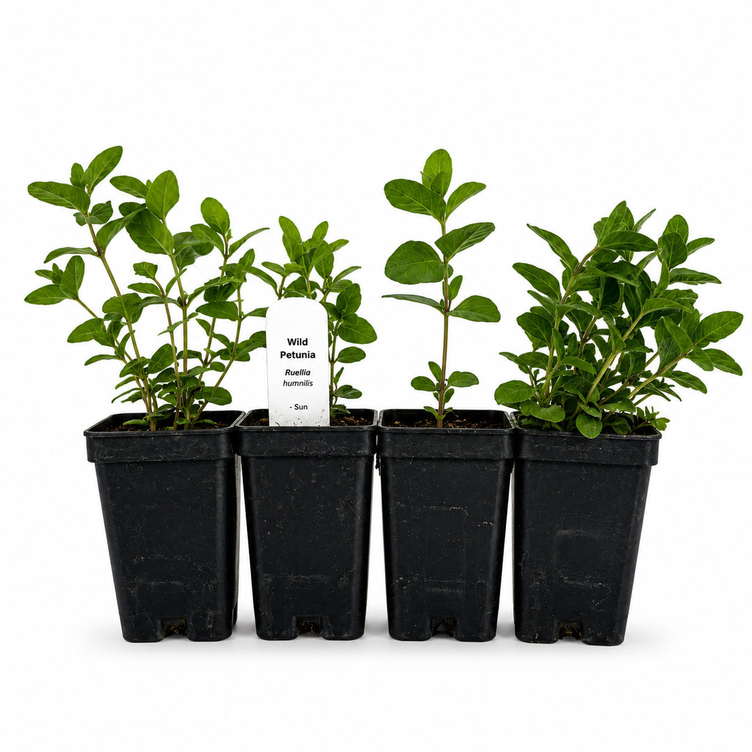 Four black pots with young green plants on a white background