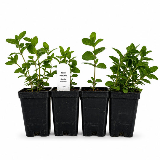 Four black pots with young green plants on a white background
