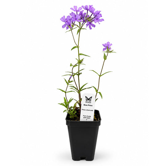 Potted plant with purple flowers on a white background
