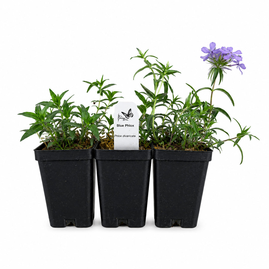 Three potted plants in black pots with a label on a white background