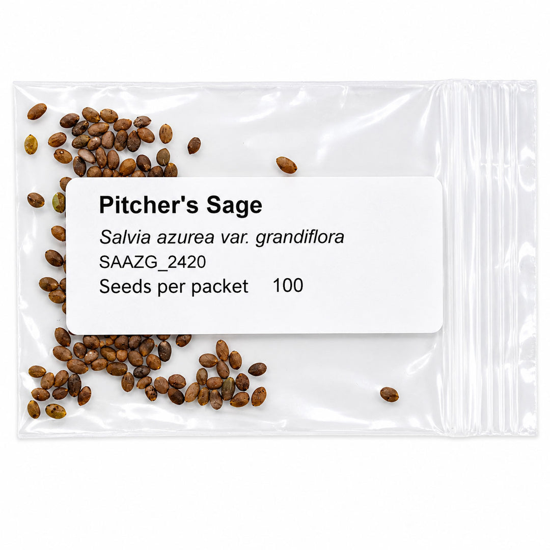 Seeds packet labeled 'Pitcher's Sage' with visible seeds on a white background