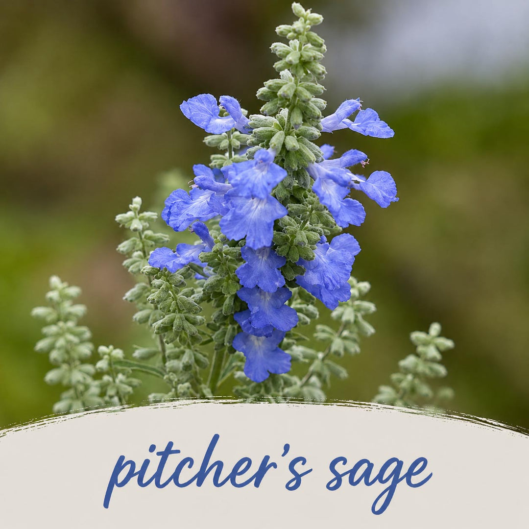 Pitcher's sage with blue flowers and green leaves on a blurred natural background