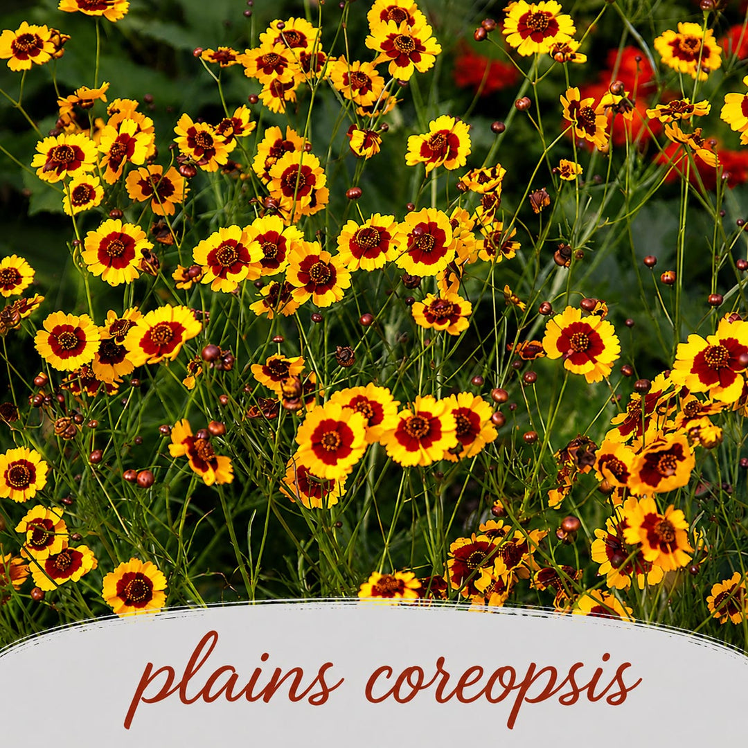Blooming plains coreopsis flowers with a label indicating the plant name.