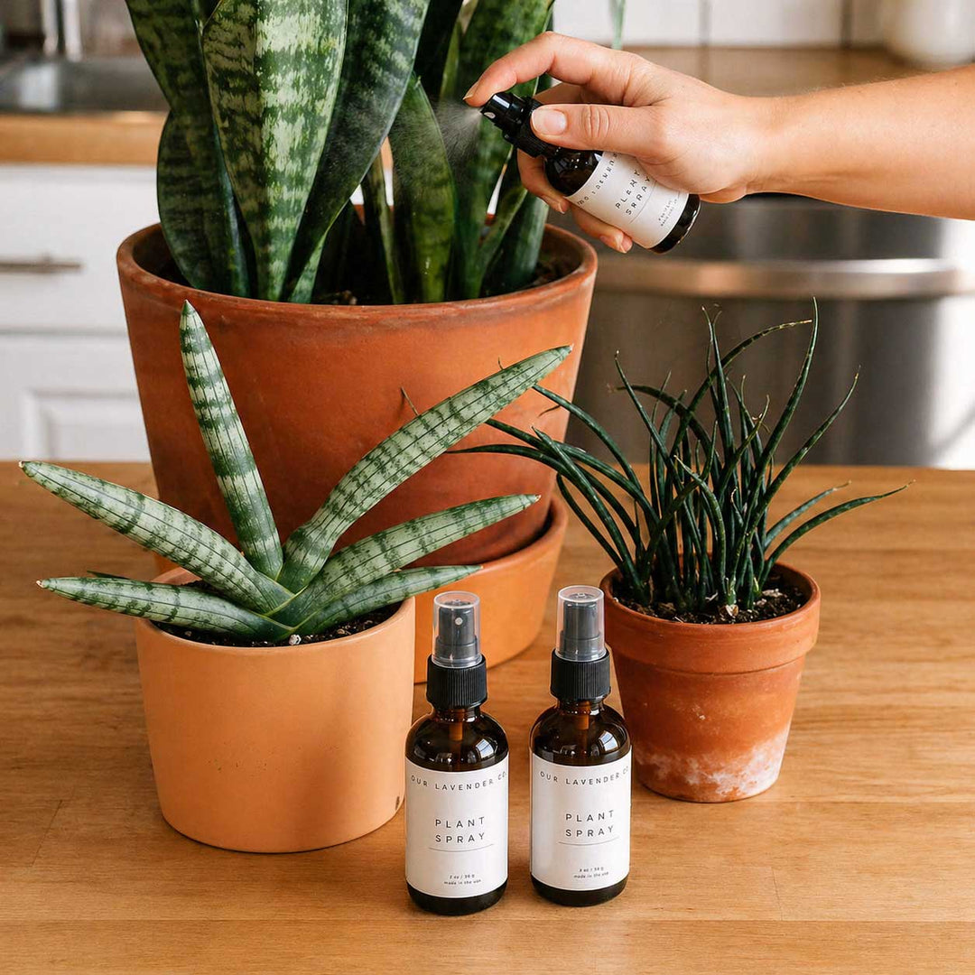 Person watering a potted plant with a spray bottle, surrounded by other plants and plant care products on a wooden surface.
