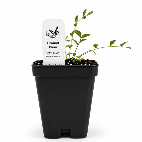 Potted plant with a label on a white background
