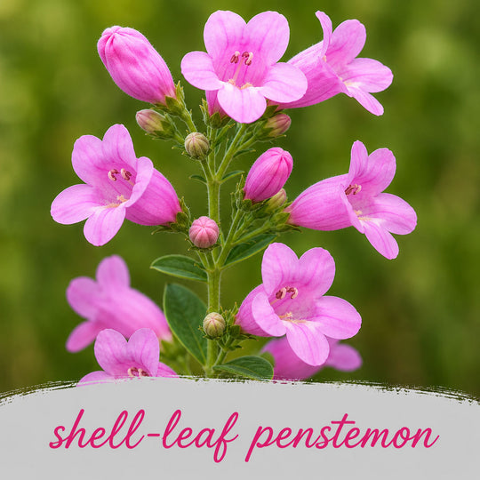 Close-up of pink shell-leaf penstemon flowers with a blurred green background
