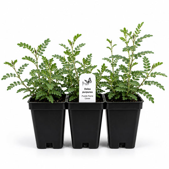 Three potted plants with a label on a white background