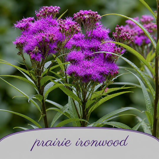 Purple flowers with green leaves and the text 'prairie ironwood' on a blurred green background.