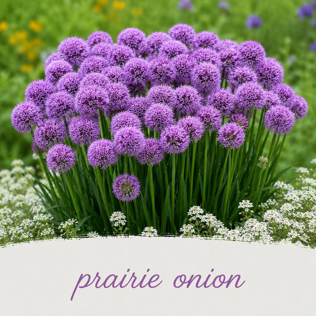 Purple prairie onion flowers with green stems and white flowers in the background