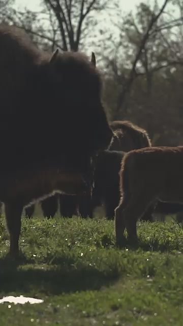 Bison Jalapeno Peppercheese Summer Sausage | Pack of 6 | 7-8 oz | Shipping Included | Nebraska Bison