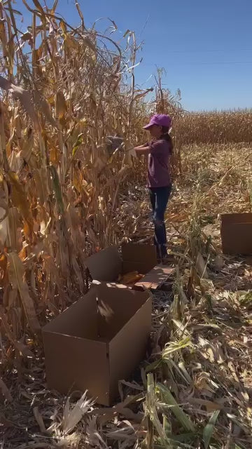 Mushroom Un-Popped Popcorn | 1 lb | Non-GMO | Free Day Popcorn