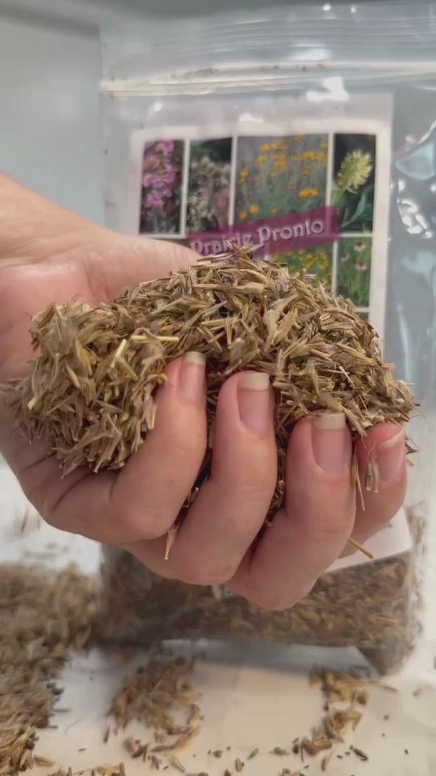 nh wildflower seeds Shady Lane Native Wildflower Seed Mix | 2.88 oz
