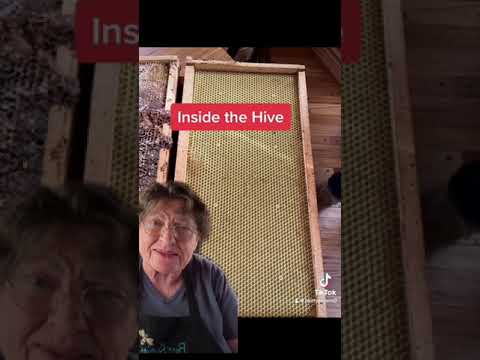 Bees Wax Candle With Wooden Base | 12 oz | Buzz Savories, LLC