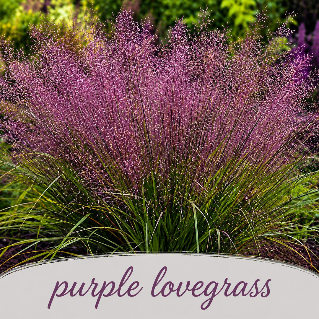 Purple lovegrass plant with green leaves against a blurred natural background