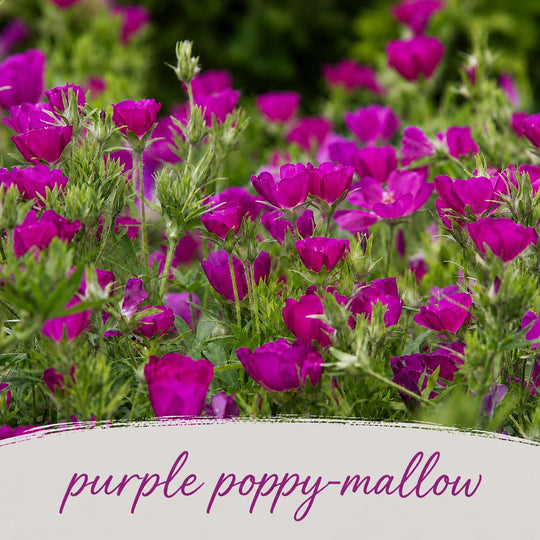 Purple poppy-mallow flowers with green leaves on a blurred natural background