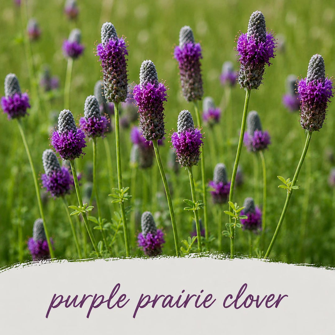 Purple prairie clover flowers in a field with a blurred green background