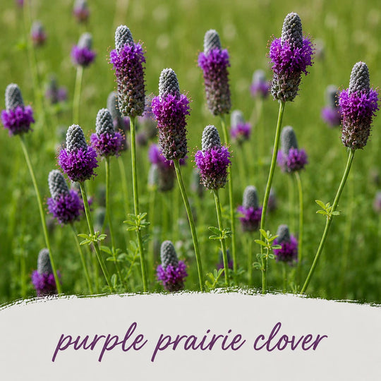 Purple prairie clover flowers in a field with a blurred green background